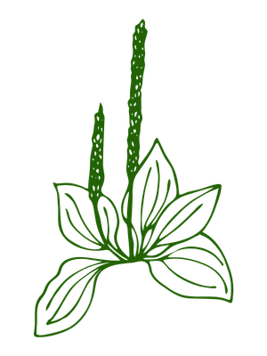 Psyllium Husk Plant